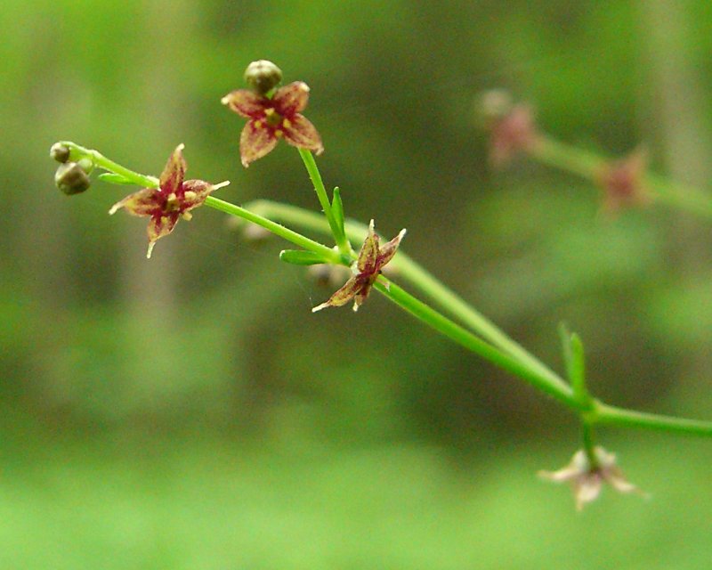 Galium latifolium — bloom photograph