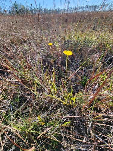 Helenium vernale photograph