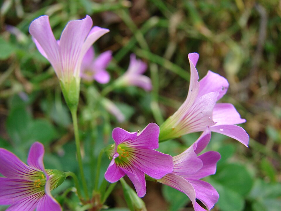 Oxalis debilis — flower photograph