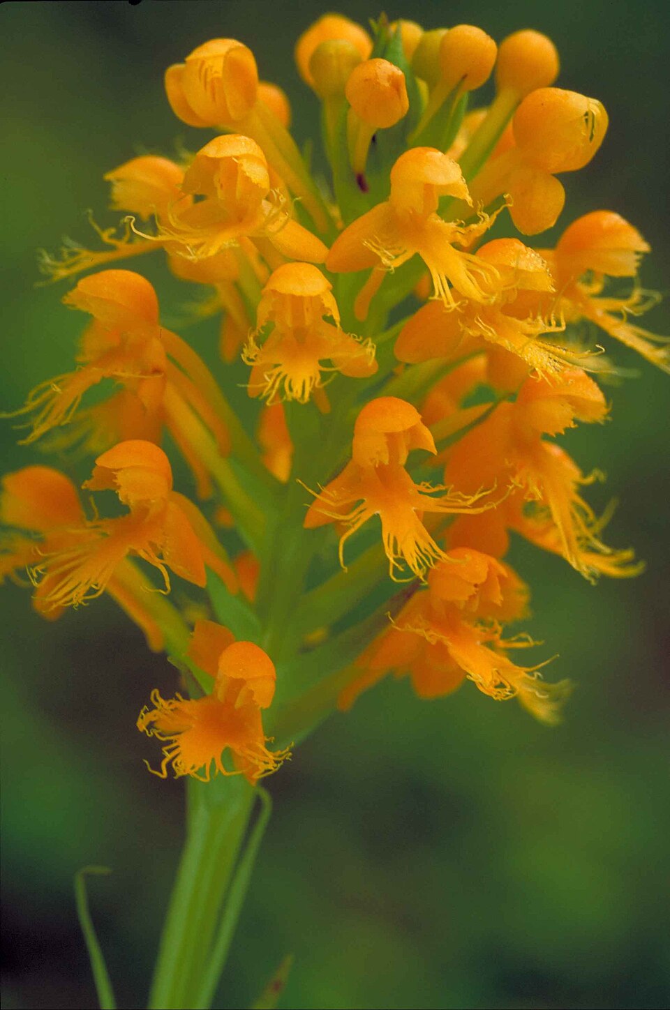 Platanthera cristata — bloom photograph