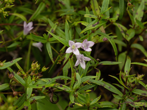 Houstonia longifolia — flower photograph