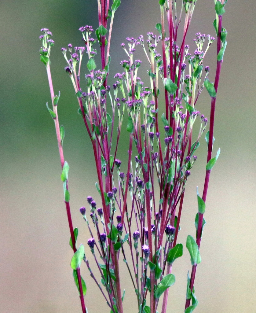 Trilisa odoratissima — bloom photograph