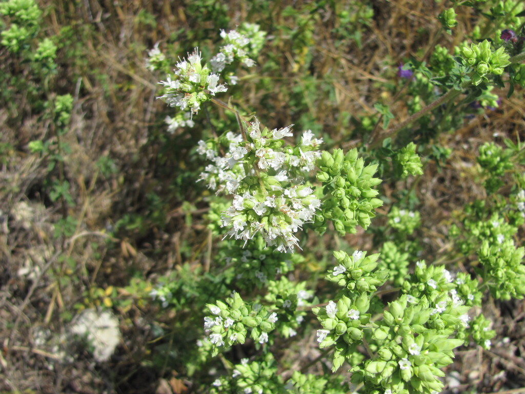 Origanum vulgare — bloom photograph