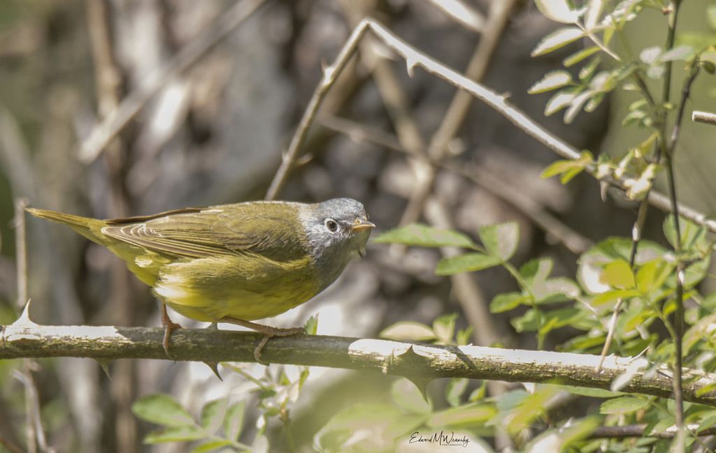 Male Connecticut Warbler, whole bird