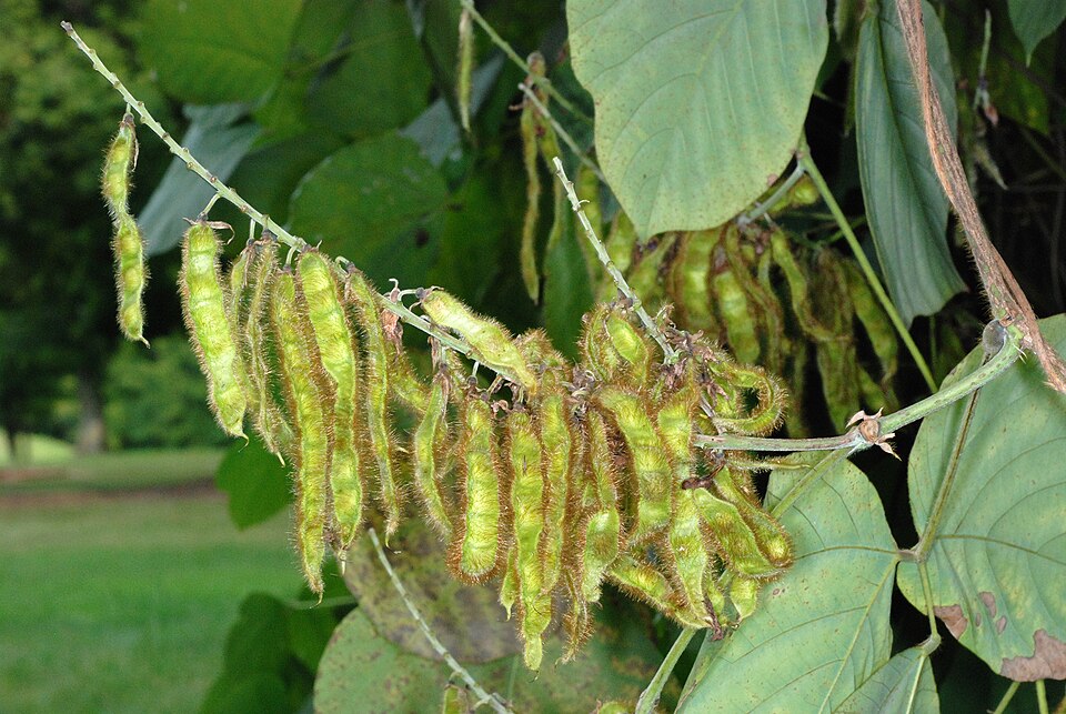 Pueraria montana — fruit photograph