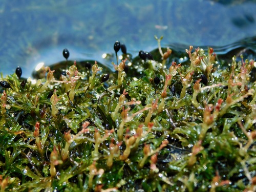 Podostemum ceratophyllum — whole plant photograph