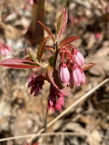 Vaccinium tenellum — flower photograph