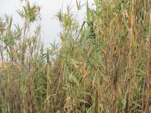 Arundo donax — whole plant photograph