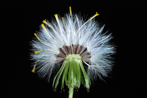Senecio vulgaris — flower photograph