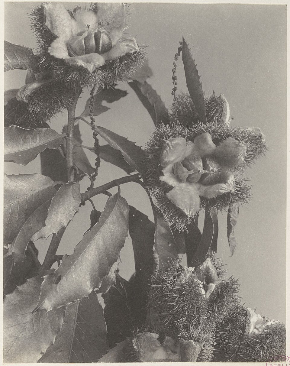 Castanea dentata — fruit photograph