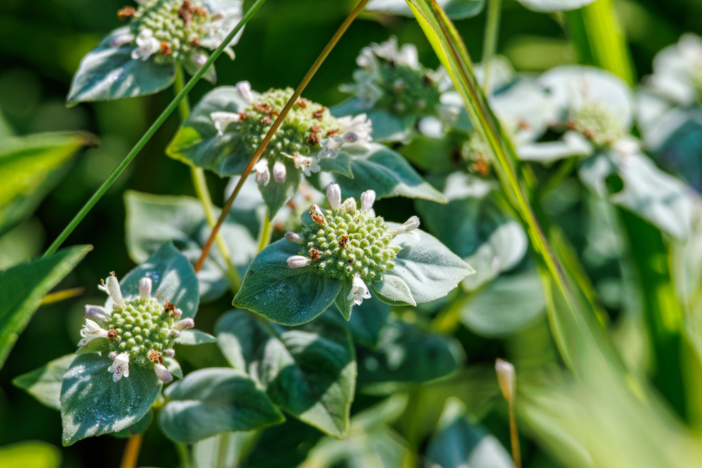Pycnanthemum muticum — bloom photograph
