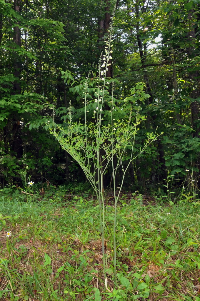 Baptisia albescens — whole photograph