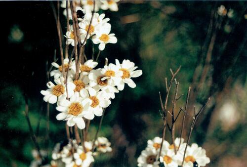 Tanacetum parthenium — flower photograph