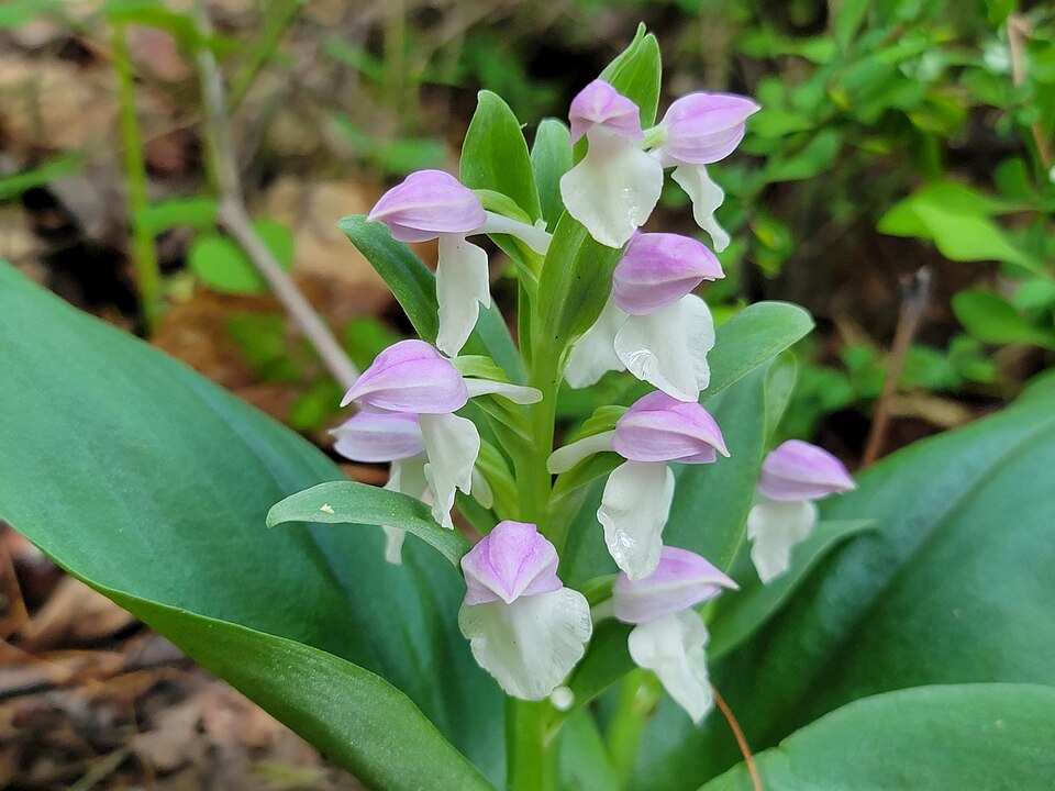 Galearis spectabilis — bloom photograph