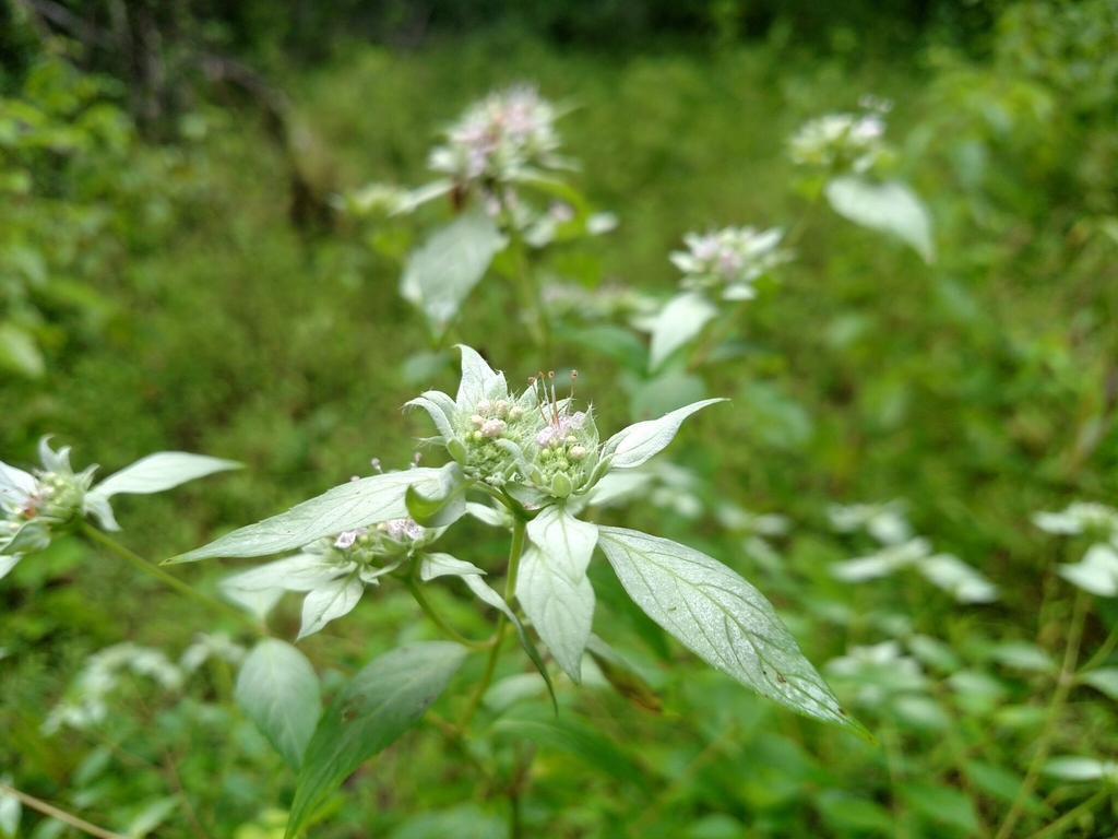 Pycnanthemum incanum — bloom photograph