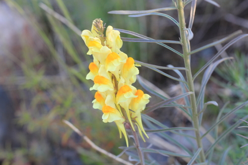 Linaria vulgaris — flower photograph