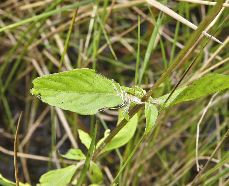 Mitreola petiolata — leaf photograph