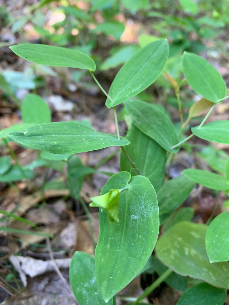 Uvularia perfoliata — leaf photograph