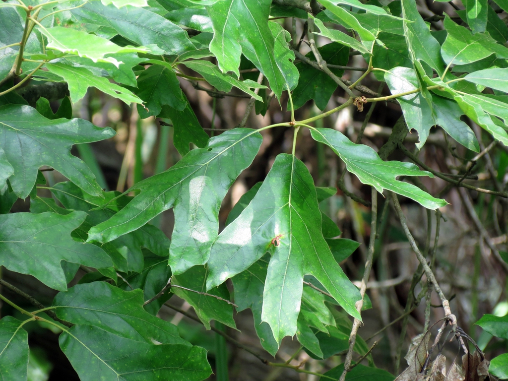 Quercus falcata — leaf photograph