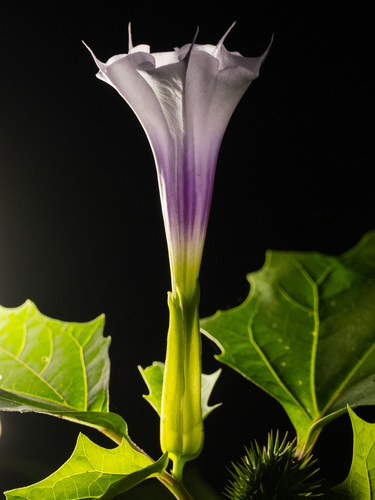 Datura stramonium — whole photograph