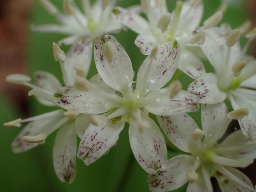 Clintonia umbellulata — flower photograph