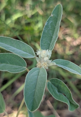 Croton capitatus photograph