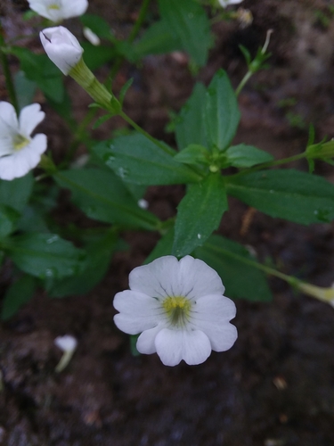 Gratiola floridana — flower photograph