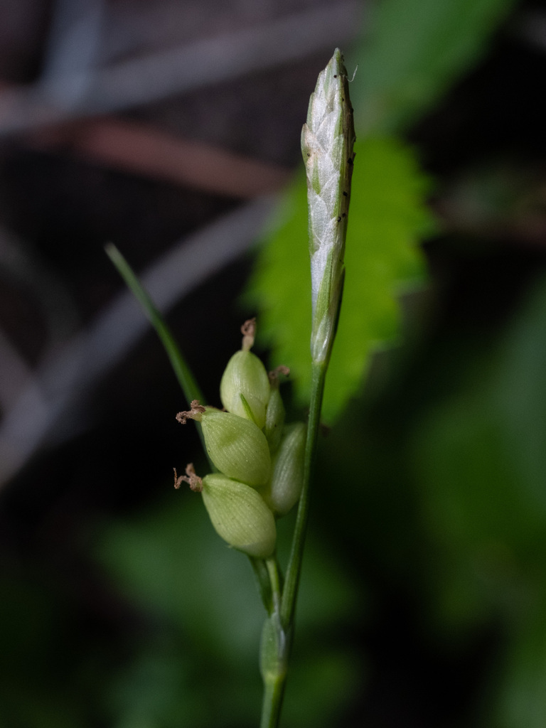 Carex digitalis var. floridana — fruit photograph