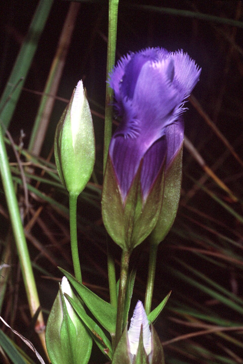 Gentianopsis crinita — bloom photograph