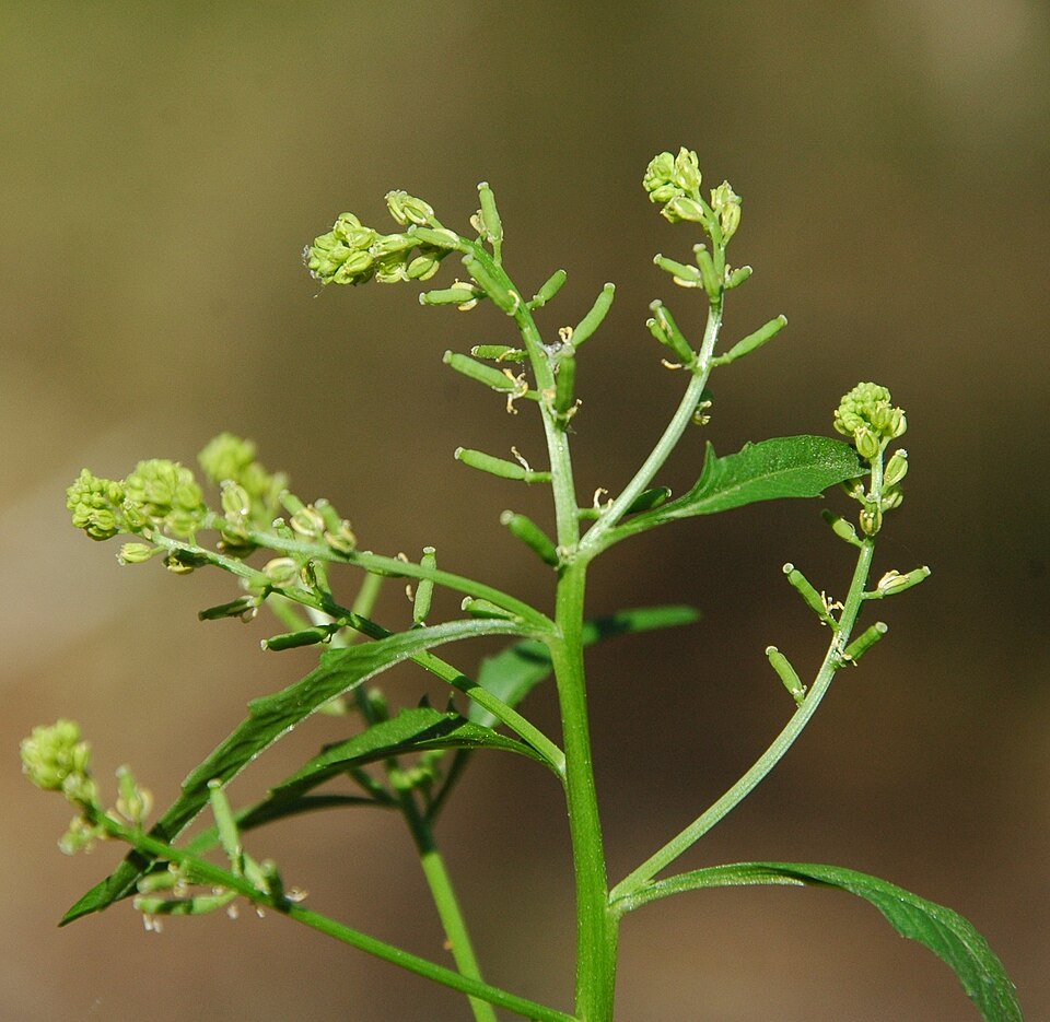 Rorippa sessiliflora — fruit photograph