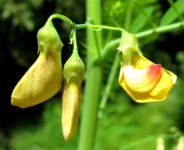 Sesbania herbacea — flower photograph