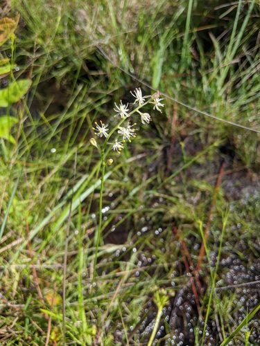 Triantha racemosa — flower photograph