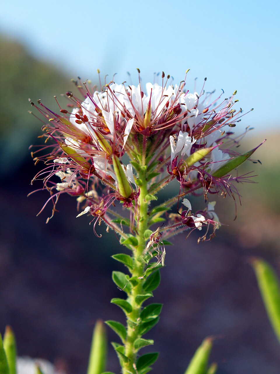Polanisia dodecandra — flower photograph
