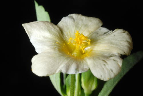 Sida rhombifolia — flower photograph