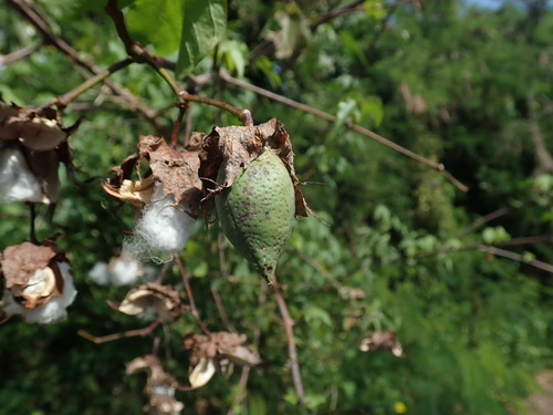 Gossypium hirsutum — whole photograph