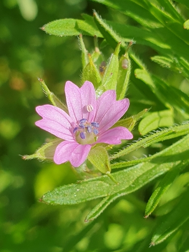 Geranium dissectum — flower photograph