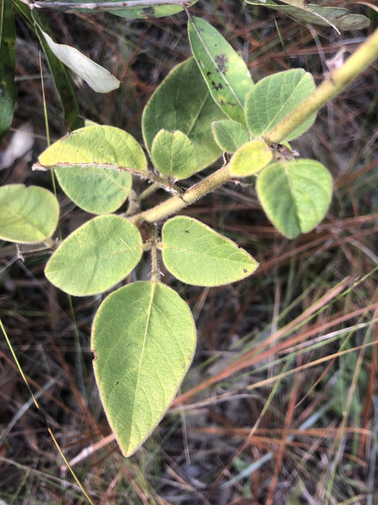 Desmodium nuttallii — foliage photograph