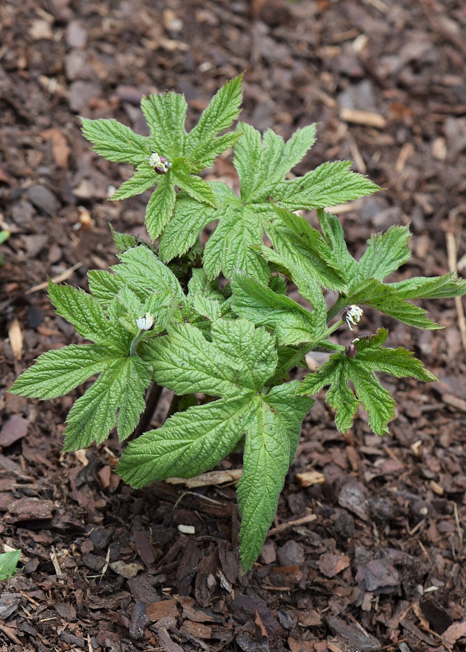 Hydrastis canadensis — bloom photograph