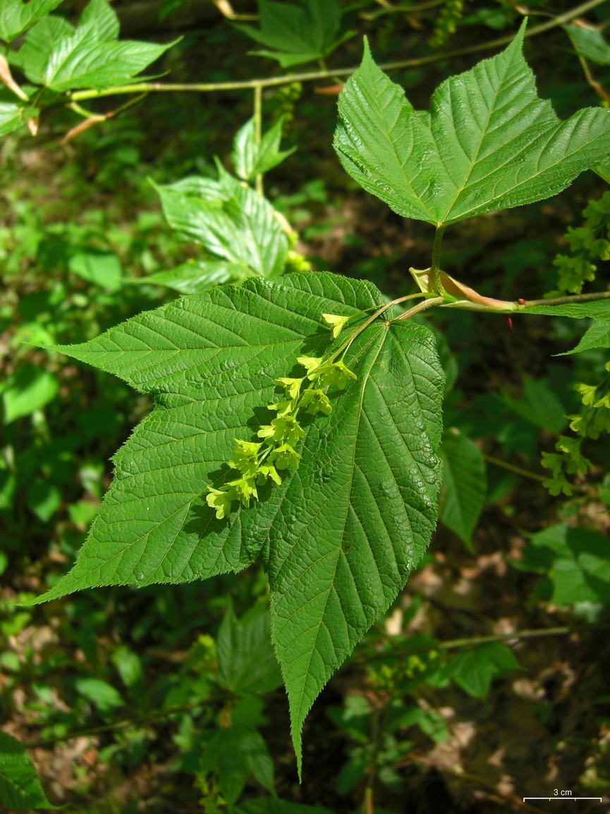 Acer pensylvanicum — bloom photograph