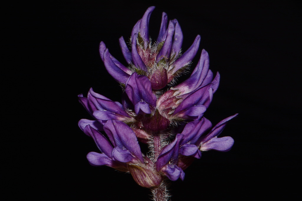 Pediomelum subacaule — bloom photograph