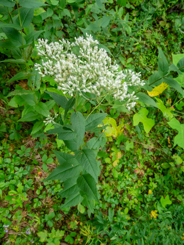 Eupatorium godfreyanum photograph