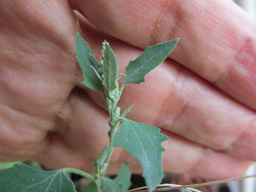 Chenopodium album — foliage photograph