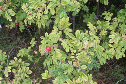 Rosa rugosa — whole plant photograph