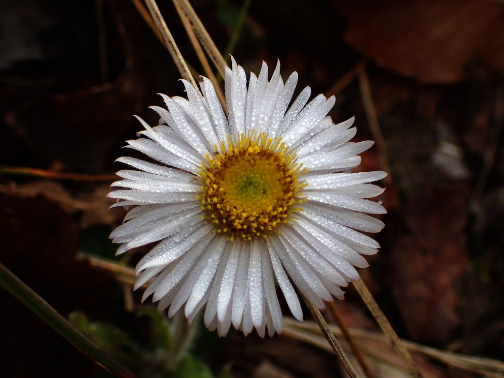 Erigeron pulchellus — bloom photograph