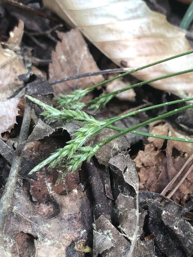 Carex albicans var. australis photograph