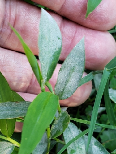 Microstegium vimineum — foliage photograph