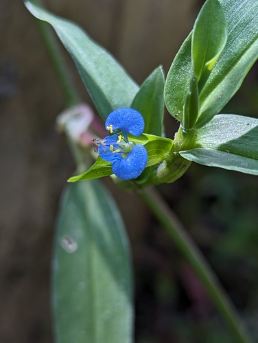 Commelina caroliniana — flower photograph