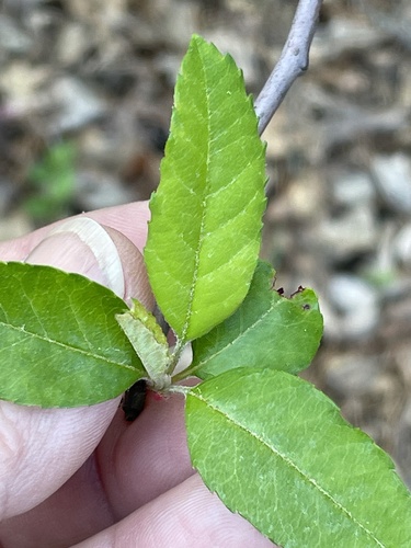 Malus angustifolia — leaf photograph