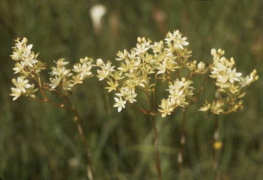 Zigadenus glaberrimus — flower photograph