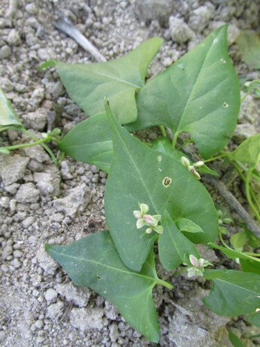 Fallopia convolvulus — flower photograph